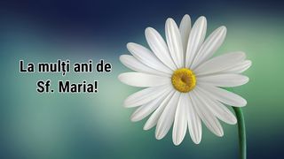 Felicitări de Sf. Maria