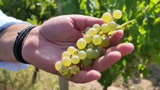 VIDEO Recoltă bogată, dar prețuri în creștere. Viticultorii din Vrancea se confruntă cu costuri tot mai mari