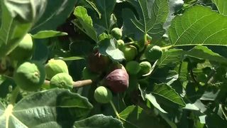 Smochinele rom&acirc;nești, delicatesă de vară