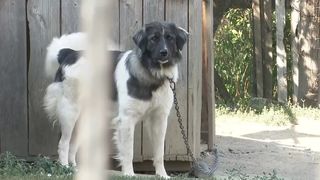 VIDEO &bdquo;Asta s-a făcut de c&acirc;nd e lumea&rdquo;. Ținerea c&acirc;inilor &icirc;n lanț, pe cale de dispariție