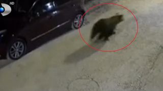 VIDEO Șase tineri, la un pas să fie atacați de un urs în fața casei. Momentul, surprins de camere de supraveghere