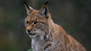 VIDEO Panică în Fălticeni! Un râs african, pierdut de stăpânul care îl plimba în lesă. Zeci de polițiști și jandarmi mobilizați pentru a găsi animalul