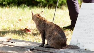 Hrănitoarele solare, rază de speranță pentru pisicile fără stăp&acirc;n din București