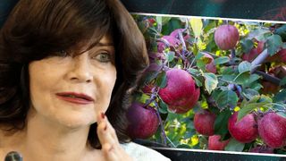 Legătura dintre celebrele mere de Voinești și regretata Delia Budeanu, una dintre cele mai cunoscute prezentatoare TV! Tatăl ei, &bdquo;inventatorul&rdquo; fructelor care au făcut istorie