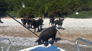 Mistreții au invadat o plajă din Grecia