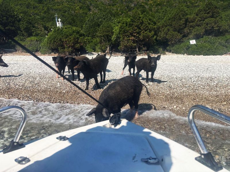 Mistreții au invadat o plajă din Grecia