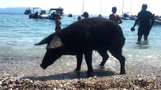 Imagini spectaculoase din Grecia! Mistreții au invadat plajele și se bălăcesc în mare alături de turiști