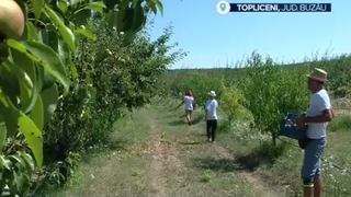 VIDEO Visul împlinit acasă: Povestea unei familii din Buzău care a renunțat la Italia pentru viața la țară