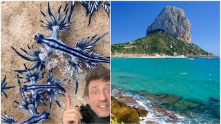 Invazie de "dragoni albaștri" otrăvitori pe o plajă populară din Europa. Turiștii de la Mediterana, în pericol