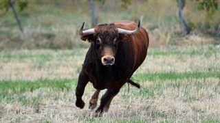 Un bărbat de 65 de ani, ucis de un taur pe un teren l&acirc;ngă Miercurea-Ciuc