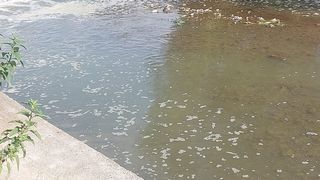 Pești morți &icirc;n r&acirc;ul Avrig - județul Sibiu