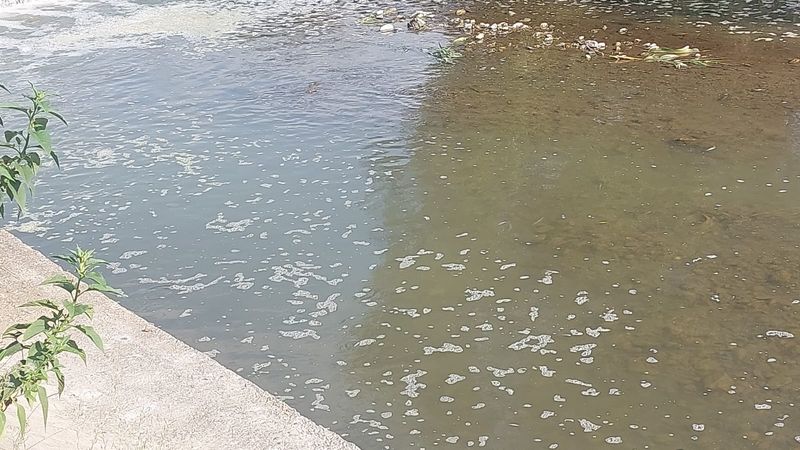 Pești morți în râul Avrig - județul Sibiu