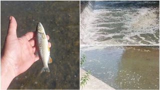 Catastrofă ecologică în județul Sibiu: Mii de peşti morţi au fost descoperiţi în râul Avrig