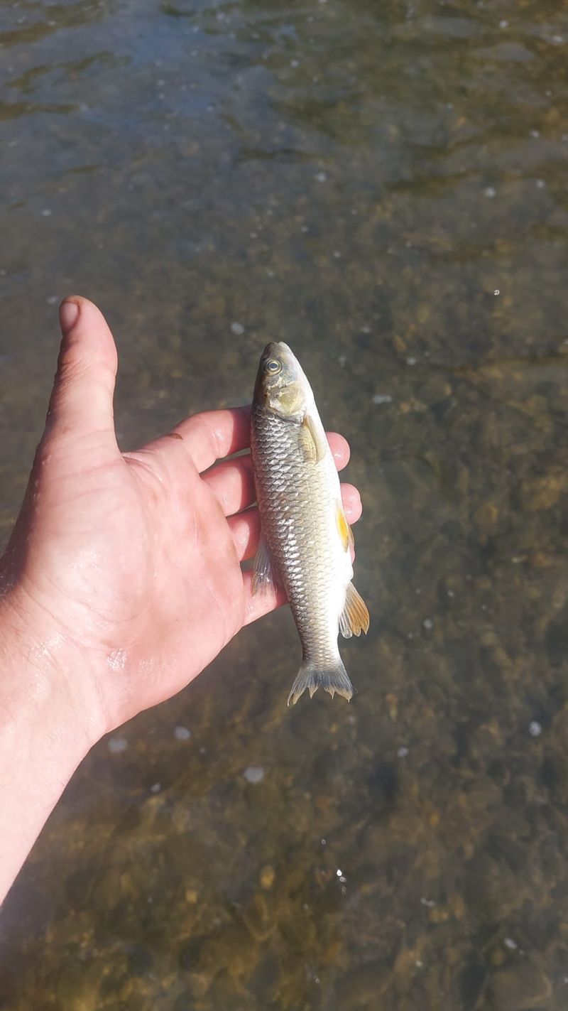 Pești morți în râul Avrig - județul Sibiu