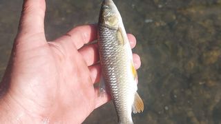 Pești morți &icirc;n r&acirc;ul Avrig - județul Sibiu