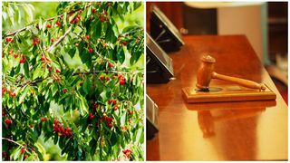 Un bărbat din județul Iași l-a dat în judecată pe Dumnezeu. Motivul: un cireș rupt de vânt. Ce au decis magistrații?