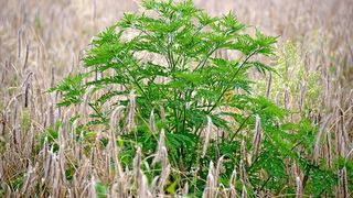 Cât durează sezonul ambroziei? Este una dintre cele mai agresive plante alergene din România