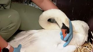 VIDEO Vânătoare ilegală de lebede pe râul Argeș. Cinci bărbați sunt anchetați penal