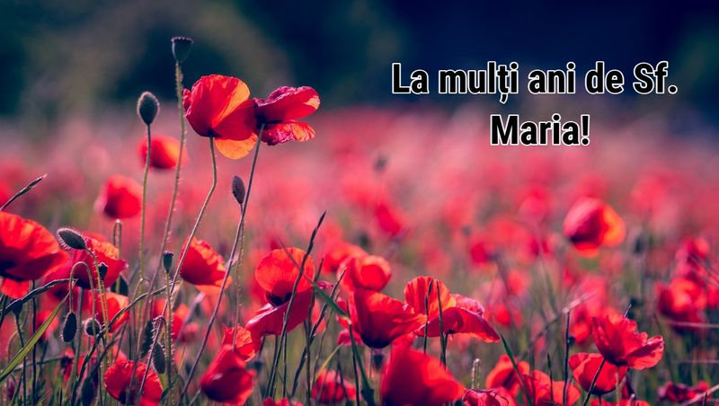 Felicitări de Sf. Maria