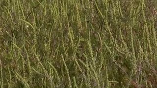 VIDEO Ambrozia, coșmarul de la finalul verii. Peste 2,5 milioane de rom&acirc;ni sunt afectați de alergii severe