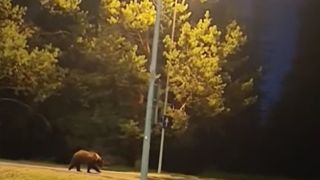 VIDEO Poiana Brașov a devenit &bdquo;Poiana Urșilor&rdquo;. Animalele au invadat stațiunea