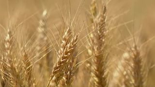 VIDEO România, grânarul Europei, dar cu pâinea tot mai scumpă. Paradoxul care afectează consumatorii