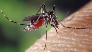Alertă sanitară! Donarea de sânge, suspendată din cauza virusului West Nile! Infecția periculoasă a făcut primele victime în România