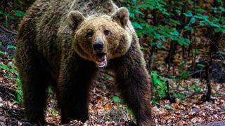 Un bărbat de 60 de ani, atacat de un urs pe un câmp din Mureș