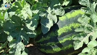 VIDEO &bdquo;Prețurile sunt bune&rdquo;. Pepenii de toamnă, pariul fermierilor