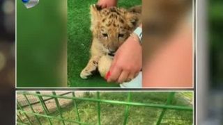 VIDEO Un copil a fost mușcat de un ligru, la zoo în Suceava