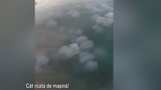 VIDEO Captură record de meduze pe litoral: fenomen natural cu implicații economice și ecologice