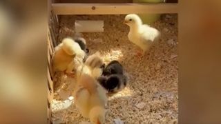 VIDEO Șapte pui de găină crescuți pe balconul unui bloc din Oradea au cucerit internetul. Experimentul a devenit viral