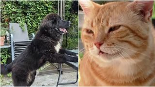 VIDEO Marius Marinescu și familia sa necuvântătoare: o viață plină de dragoste și grijă pentru animale