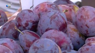 VIDEO Prunele gigant fac senzație în piața din Râmnicu Sărat