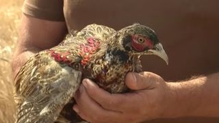 VIDEO Păduri și câmpuri repopulate cu fazani. Păsările și-au găsit o nouă casă în Dolj