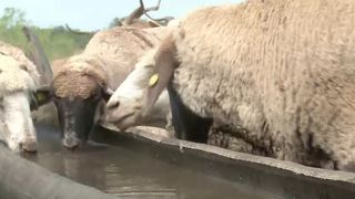 VIDEO „Trebuie să aibă apă mereu”. Seceta din Buzău a lăsat animalele însetate