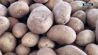 VIDEO &bdquo;De asta e și prețul mai convenabil, probabil&rdquo;. Cartofii au preț diferit &icirc;n funcție de oraș