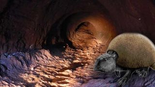 Tunelurile uriașe din Brazilia nu sunt făcute de oameni