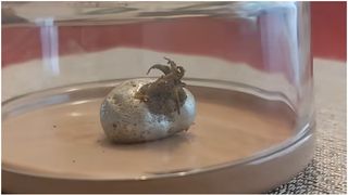 O creatură ciudată iese dintr-un meteorit căzut în Panama. Videoclipul care a pus pe jar rețelele sociale