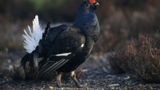 Cocoșul de mesteacăn