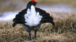 Una dintre cele mai frumoase și rare păsări din România trăiește în Maramureș: Este special protejată de lege