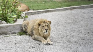 Una din cele mai vechi grădini zoologice din România se află în județul Dolj: Are 272 de exemplare de păsări și animale, iar accesul este gratuit