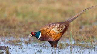 5 curiozități despre fazani: Aceste păsări pot zbura, însă preferă să alerge