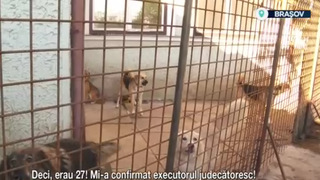 VIDEO Evacuare șocantă &icirc;n Brașov: 27 de c&acirc;ini și stăp&acirc;na lor, dați afară dintr-o casă ocupată ilegal
