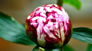 Aceasta este una dintre cele mai frumoase flori care crește în județul Dolj: Se găsește în Pădurea Plenița, situată la 59 de km de Craiova