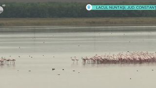 VIDEO Păsările flamingo au poposit &icirc;n Dobrogea