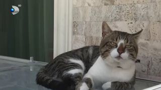 VIDEO Aslan, motanul vedetă din Vama Veche care cucerește inimile turiștilor