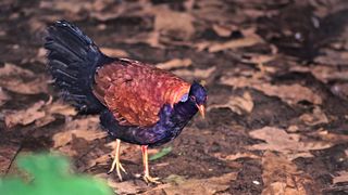 Specia de păsari care se credea pierdută: Unde a fost văzut porumbelul-fazan