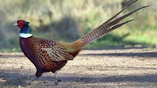 Cea mai vânată pasăre în România: Carnea de fazan este considerată o delicatesă. Cum se gătește