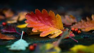 Echinocțiul de toamnă